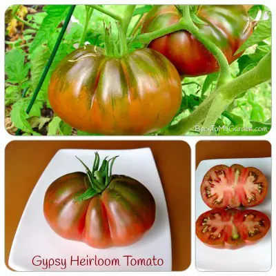 How to Grow Heirloom Tomatoes in Your Garden 