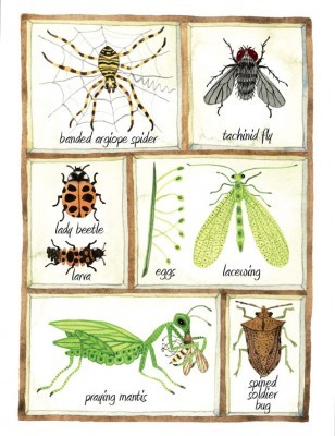 Beneficial Gardening Insects That Rescue Your Garden 
