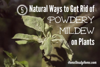 Natural Ways to Get Rid of Powdery Mildew on Garden Plants