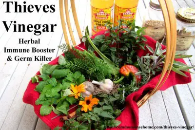 Thieves Vinegar Natural Herbal Remedy Recipe 