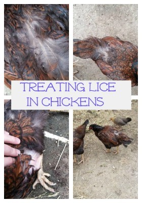 Treating Lice in Homesteading Chickens