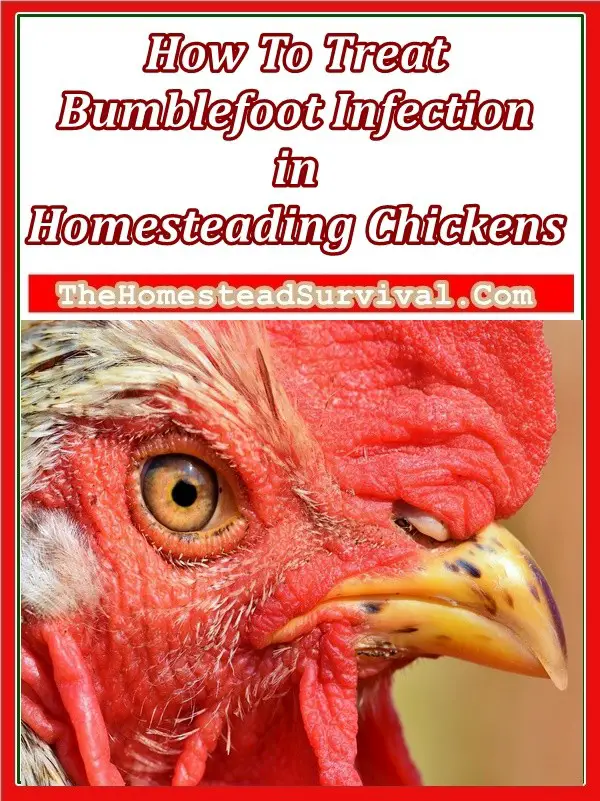 Treat Bumblefoot Infection in Homesteading Chickens