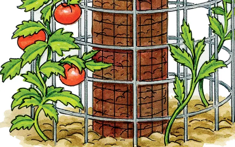 Double Ring Method To Grow Loads Of Tomatoes On Only 5 Plants