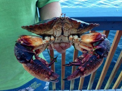  Learn the Self Sufficiency Skill of Catching Crabs