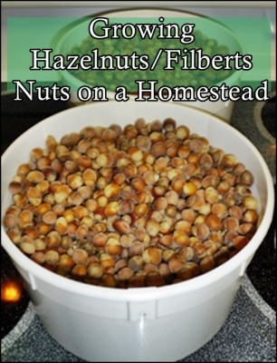 Growing Hazelnuts or Filberts Nuts on a Homestead