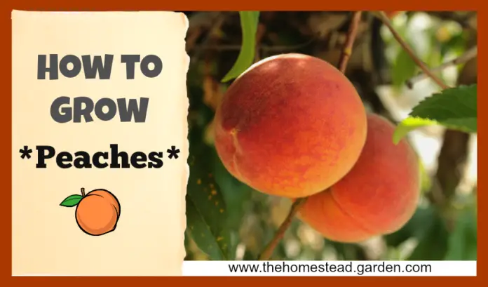 Growing Peaches