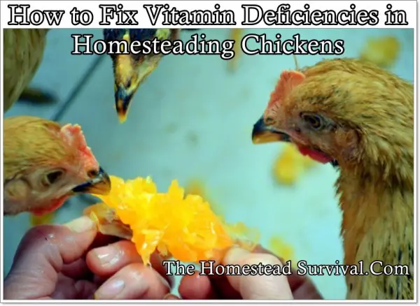  How to Fix Vitamin Deficiencies in Homesteading Chickens
