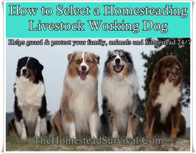 A Guide to Choosing a Homestead Livestock Working Dog