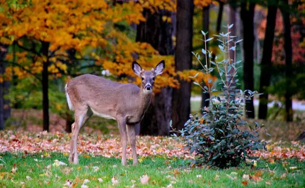 Keep Critters Away From Your Trees And Plants
