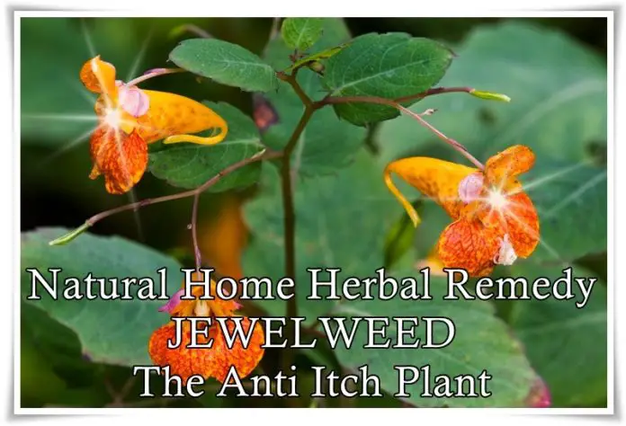 Natural Home Herbal Remedy JEWELWEED The Anti Itch Plant