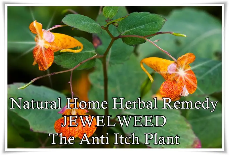 Natural Home Herbal Remedy JEWELWEED The Anti Itch Plant