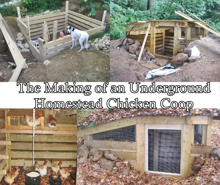 The Making of an Underground Homestead Chicken Coop