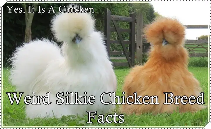 Weird Silkie Chicken Breed Facts