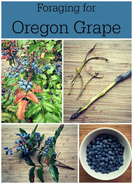 Wild Food Foraging for Oregon Grape