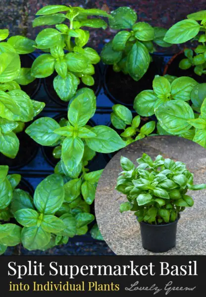 How to Divide Living Basil into Healthy Individual Plants