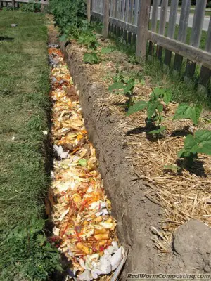 The Healthly Vermicomposting Garden Trench