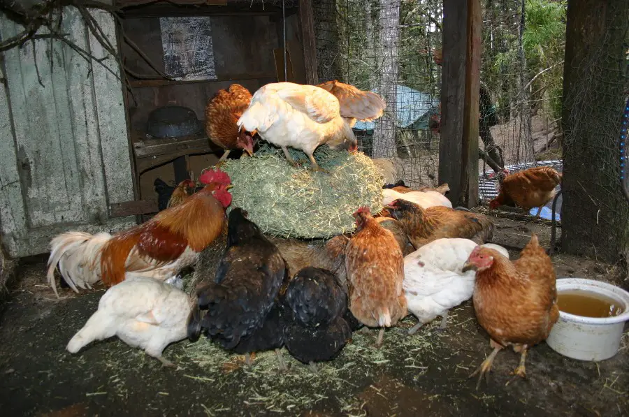 Nourish and Entertain Your Chickens with Alfalfa