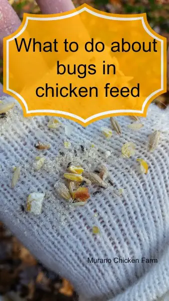 Bugs In The Chicken Feed Oh My
