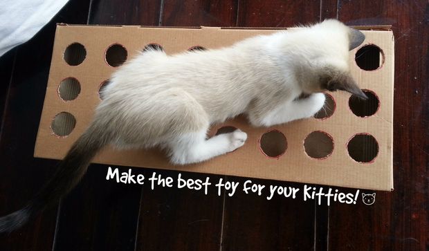 Make an Intriguing Cardboard Box Cat Toy