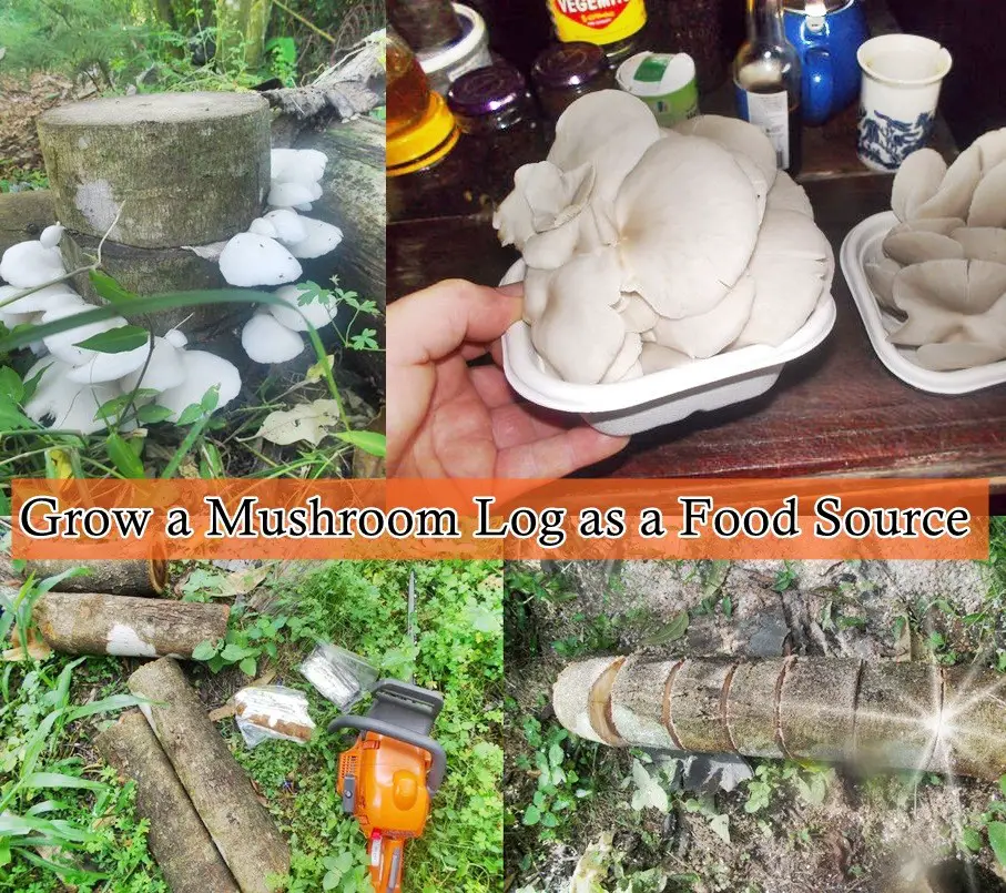 Grow a Mushroom Log as a Food Source