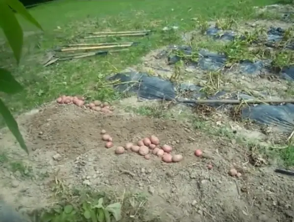Growing Potatoes Under Plastic No Dig Method