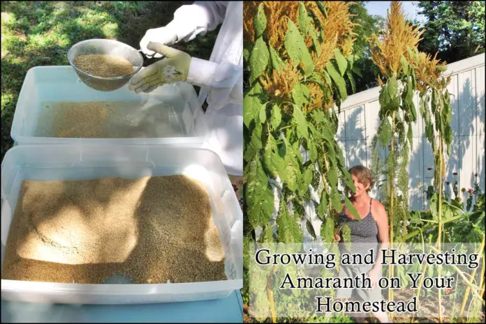 Growing and Harvesting Amaranth on your Homestead