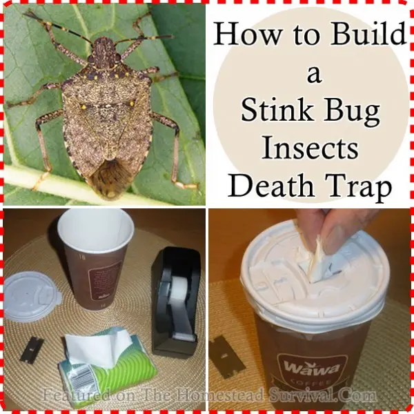 How to Build a Stink Bug Insects Death Trap