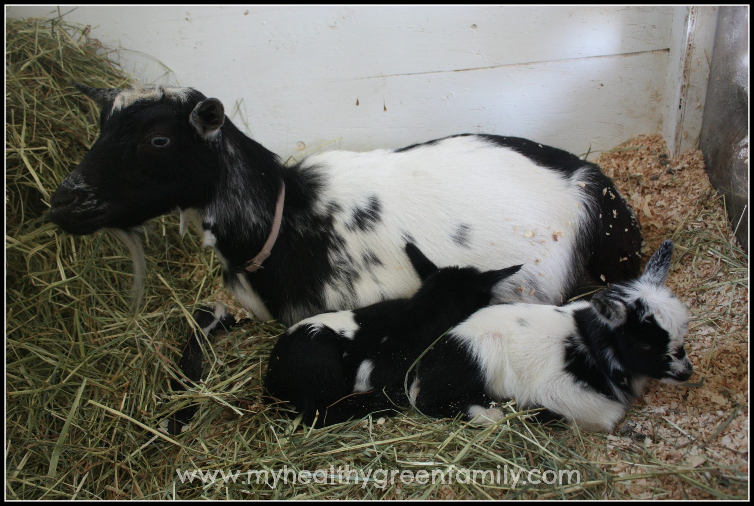 Nigerian Goats For Dairy In Small Spaces