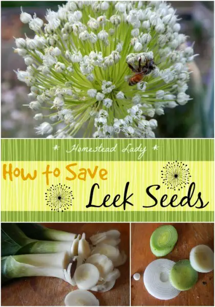 How to Save Vegetable Garden Leek Seeds