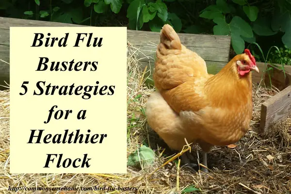 5 Ways for a Healthier Homesteading Chicken Flock