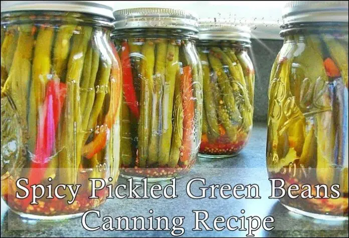 Spicy Pickled Green Beans Canning Recipe