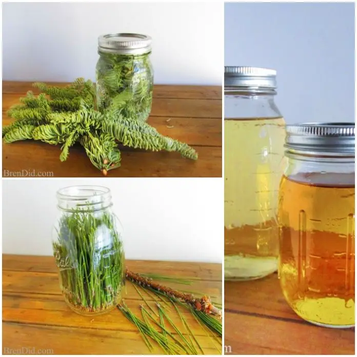 Homemade Evergreen Frugal Cleaning Vinegar Recipe