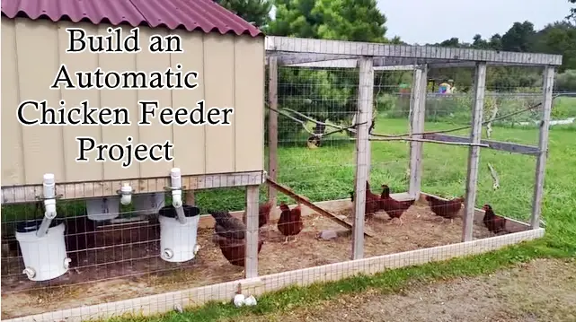Build an Automatic Chicken Feeder Project