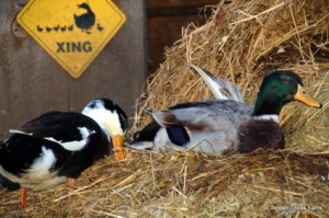 Care And Prevention Of Angel Wing When Raising Ducks
