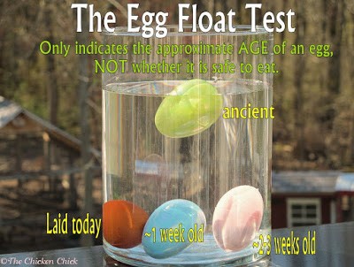 Egg Float Test Helps Determine Age Of Eggs
