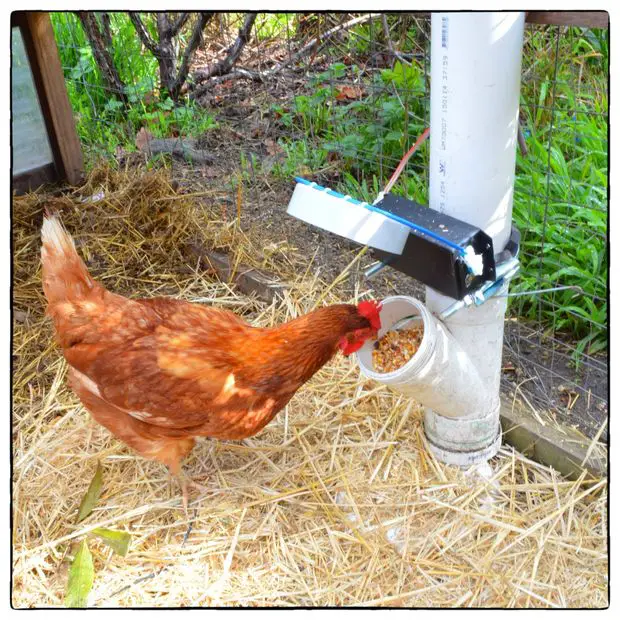 How to Build Automatic Door For a Chicken Feeder