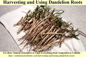 Fall Is Perfect For Harvesting Dandelion Roots
