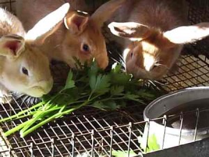 Feed Your Meat Rabbits A More Natural Diet