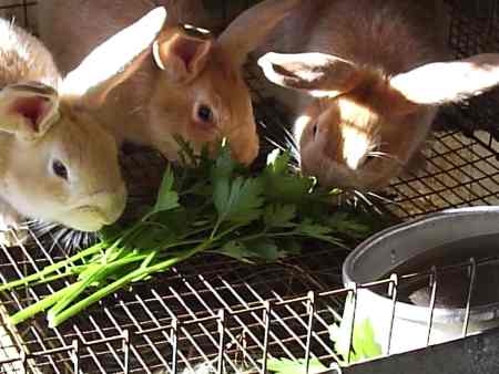 Feed Your Meat Rabbits A More Natural Diet