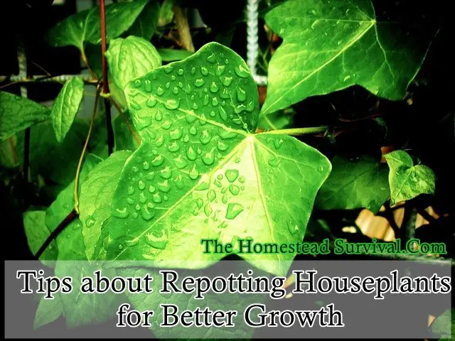 Tips about Repotting Houseplants for Better Growth