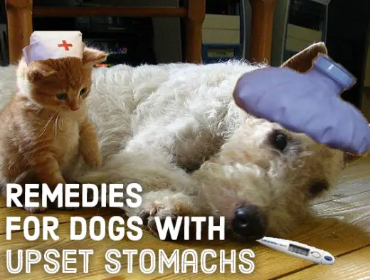 Upset Stomach In Dogs And Home Remedies To Try