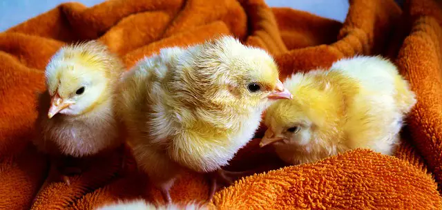 How to Order Baby Chicks from a Chickens Hatchery