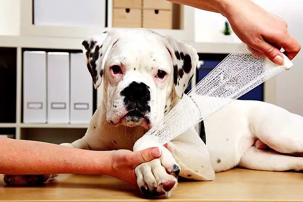 Dog Emergencies That Need Immediate Veterinary Attention