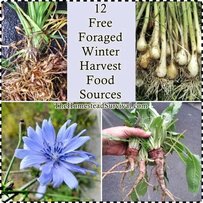 12 Free Foraged Winter Harvest Food Sources