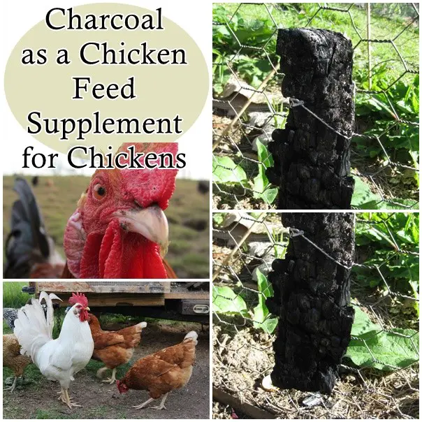 Charcoal as a Chicken Feed Supplement for Chickens