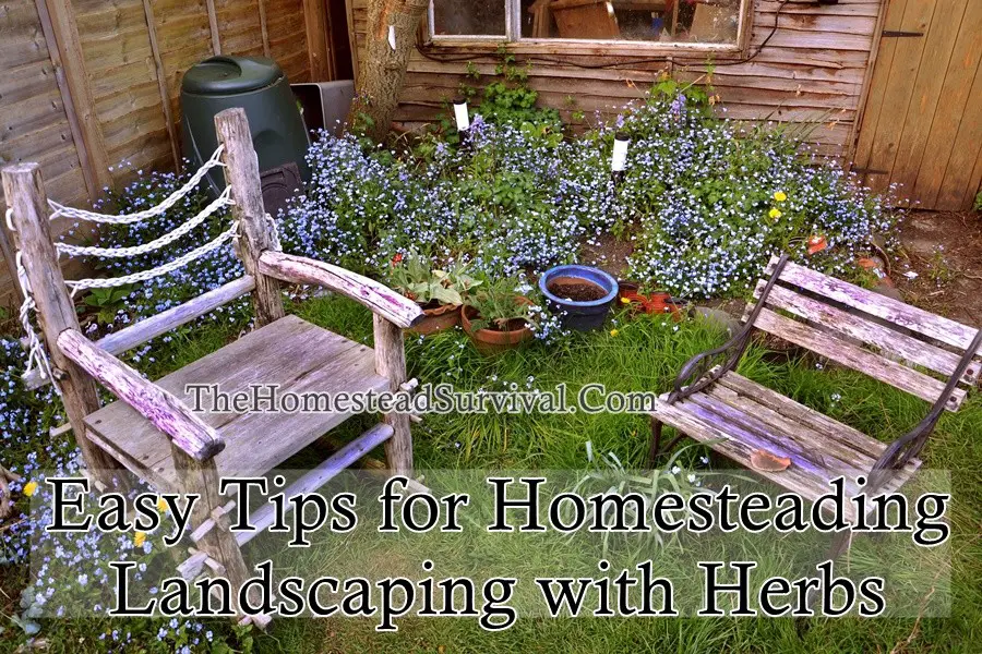 Easy Tips for Homesteading Landscaping with Herbs