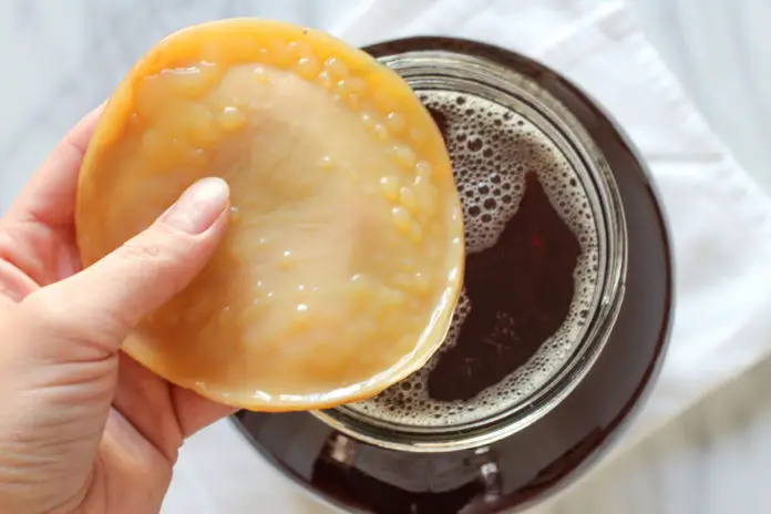 How to Grow a Kombucha Mother Scoby