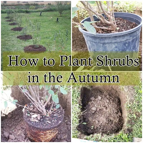 How to Plant Shrubs in the Autumn
