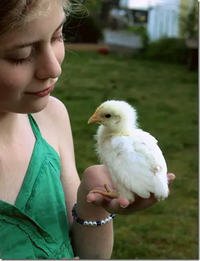 Becoming a Homesteading Chicken Mama