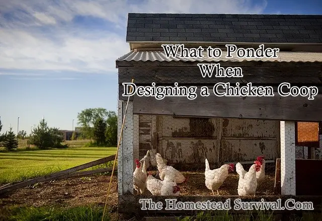 What to Ponder When Designing a Chicken Coop